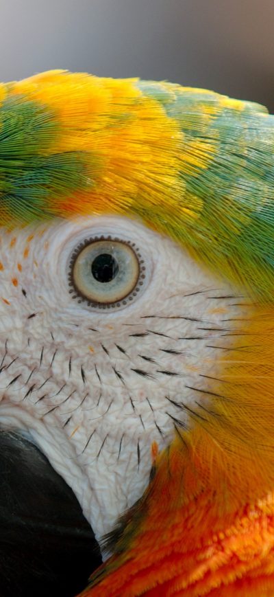 Fond d'écran iPhone Parrot Macaw