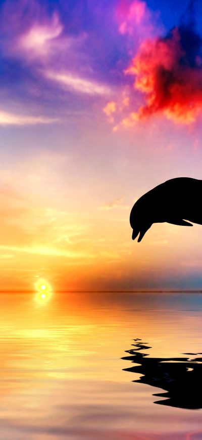 Fond d'écran iPhone Dolphin Jumping Out Of Water Sunset View 4k