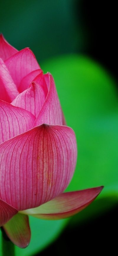 Fond d'écran iPhone Lotus Flower Pink