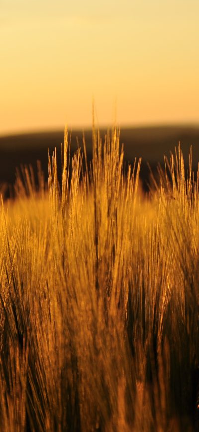 Fond d'écran iPhone Fields Nature 4k
