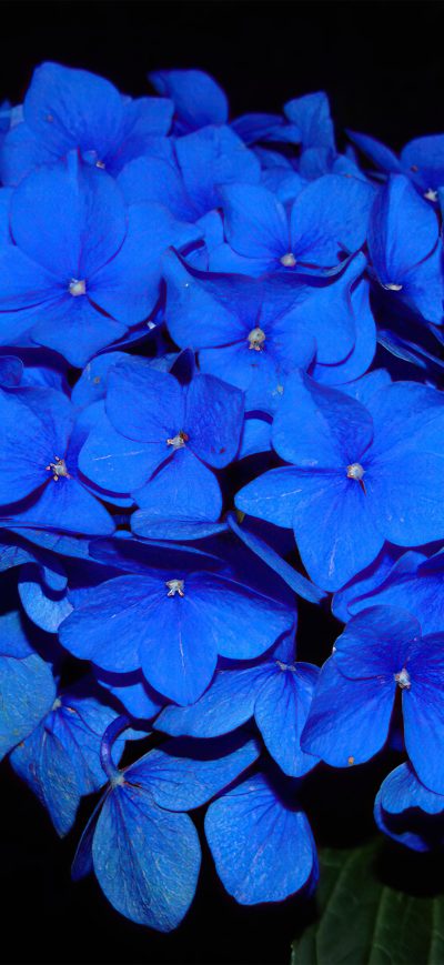 Fond d'écran iPhone Hydrangea Dark Flowers 5k
