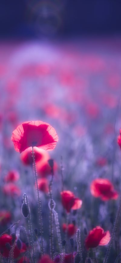 Fond d'écran iPhone Poppy Flowers 8k