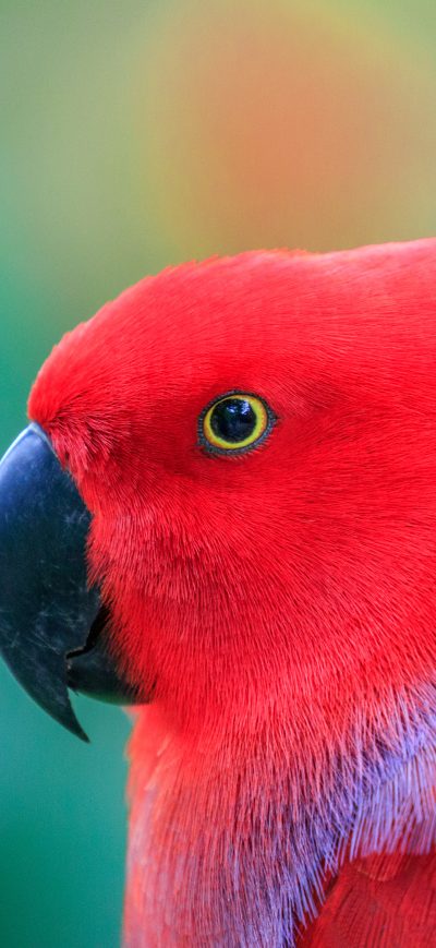 Fond d'écran iPhone Colorful Parrot 5k
