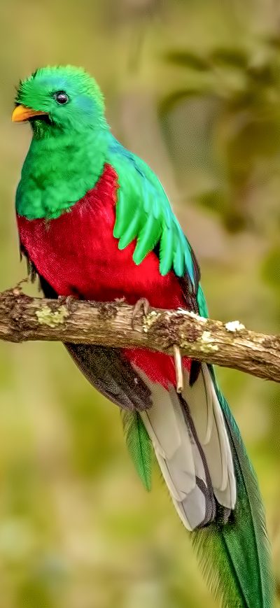 Fond d'écran iPhone Resplendent Quetzal Bird 4k