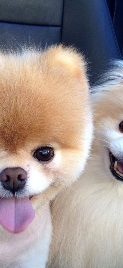 Fond d'écran iPhone Boo Dog Breed