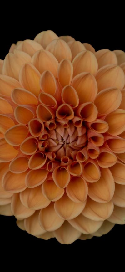 Fond d'écran Orange Dahlia Flower sur iPhone