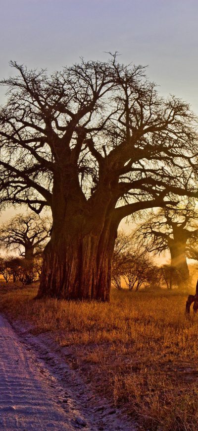 Fond d'écran iPhone Baobab Tree