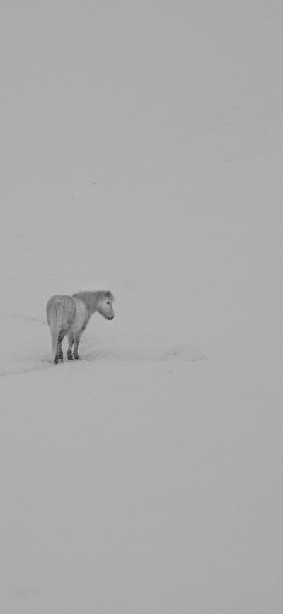 Fond d'écran iPhone Horse Minimalism