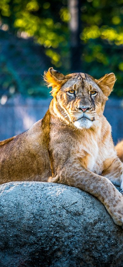 Fond d'écran iPhone Lionesse Lion Predator Wild Animal 4k