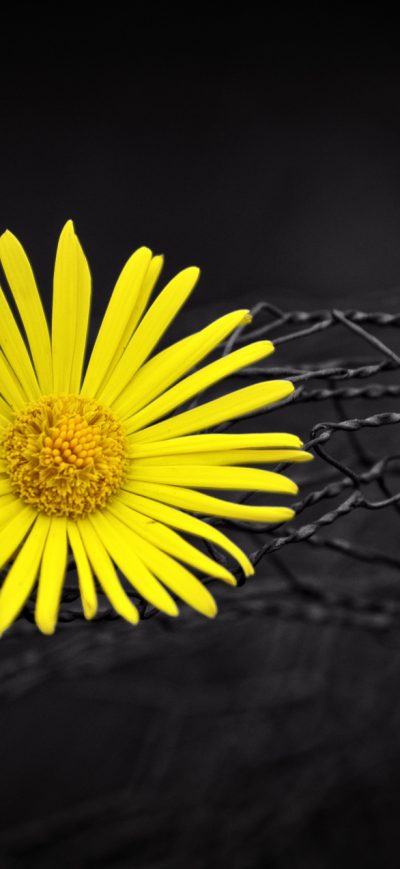 Fond d'écran iPhone Yellow Flower Fence Dark Black Background