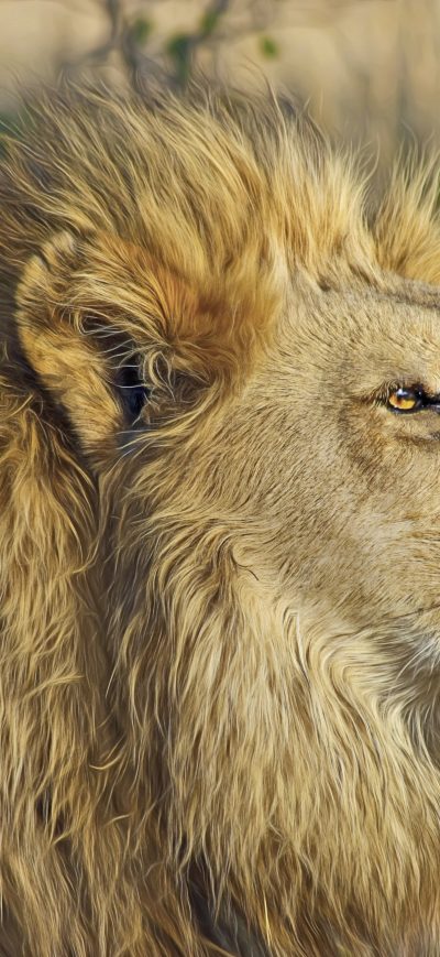 Fond d'écran iPhone Lion Big Cat
