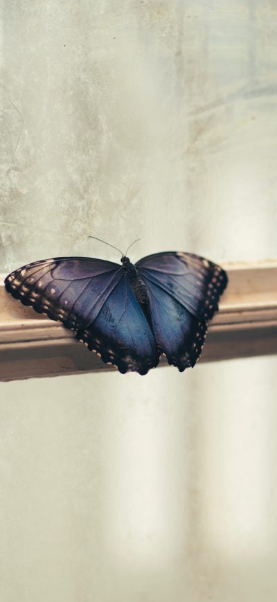Fond d'écran iPhone Butterfly Sitting Window 5k