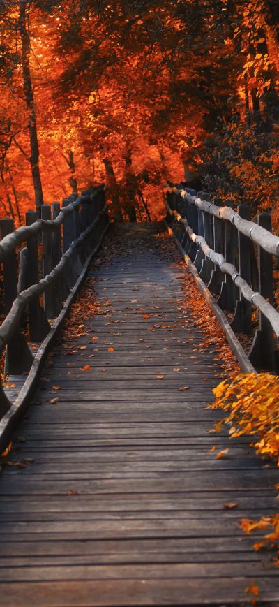 Fond d'écran iPhone Orange Leaves Bridge