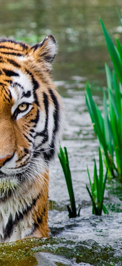 Fond d'écran Bengali Tiger 4k sur iPhone