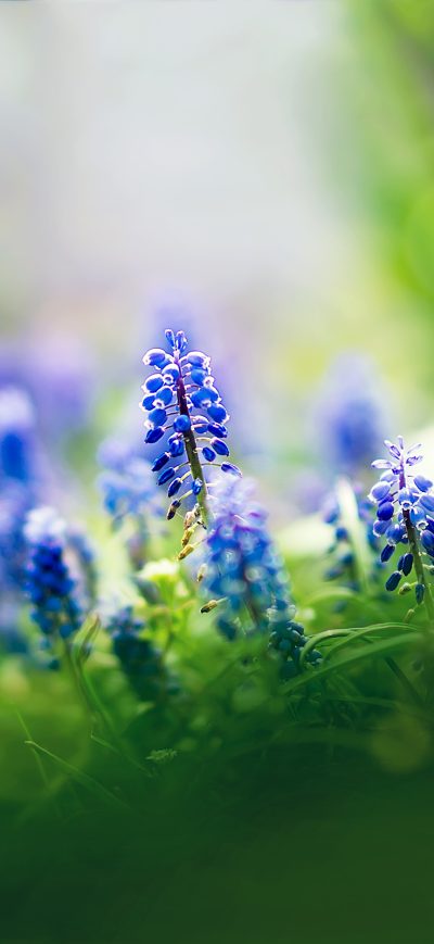 Fond d'écran iPhone Beautiful Muscari Flowers