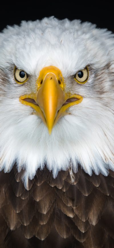 Fond d'écran iPhone Bald Eagle 8k