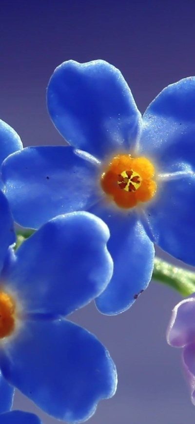Fond d'écran iPhone Blue Beautiful Flowers