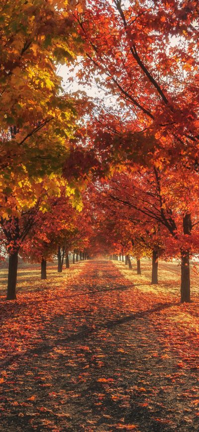 Fond d'écran iPhone Autumn Fall Season Trees 4k