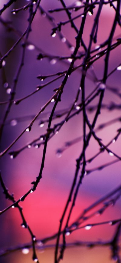 Fond d'écran iPhone Autumn Rain Drops On Tree Branches 4k