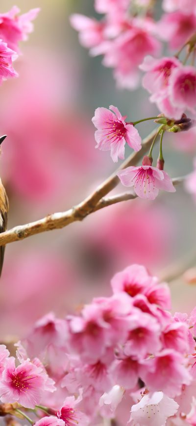 Fond d'écran iPhone Bird Sitting On Cherry Blossom Tree 4k