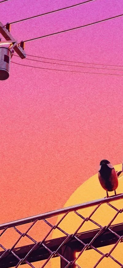 Fond d'écran iPhone Birds Chillwave