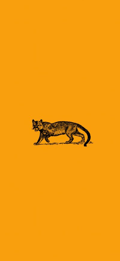 Fond d'écran iPhone Wild Cat Minimal 4k