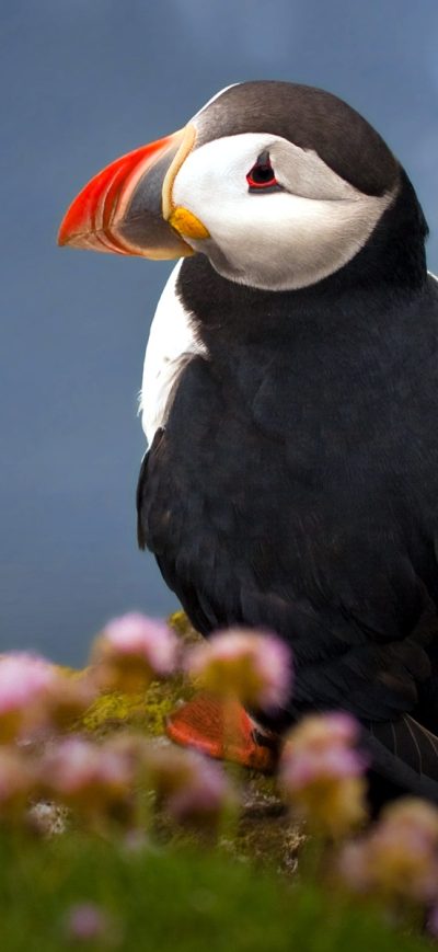 Fond d'écran iPhone Puffin Seabird