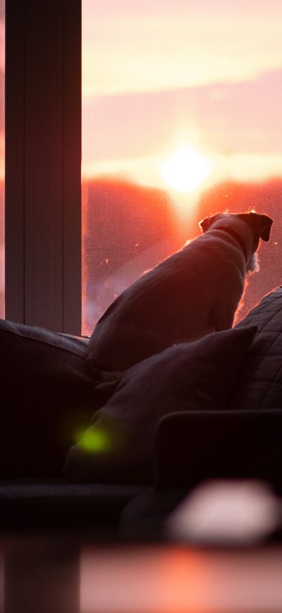 Fond d'écran iPhone Dog Watching Sunset 5k