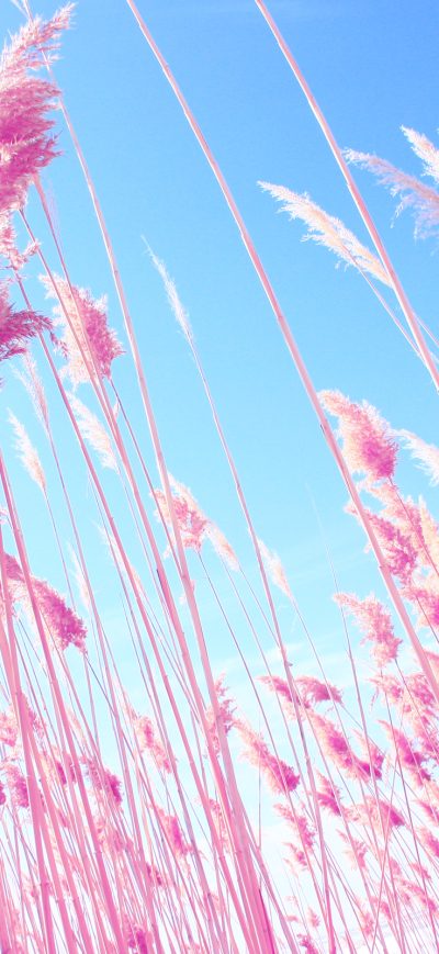 Fond d'écran iPhone Pink Grass On Fields