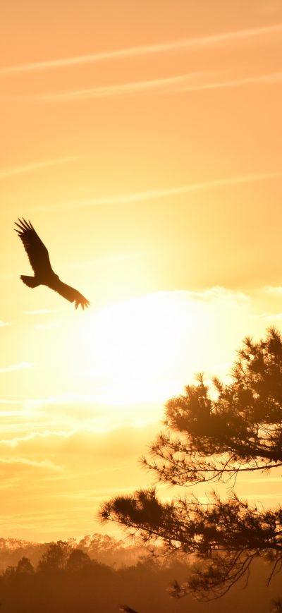 Fond d'écran iPhone Eagle Flying Towards Sunset 5k