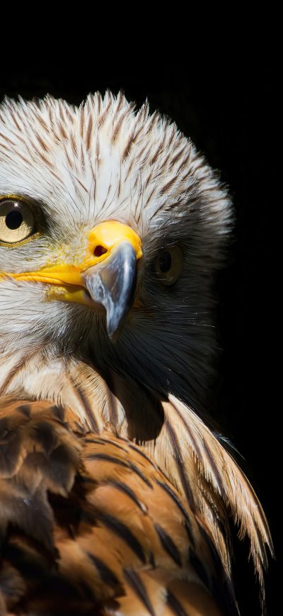 Fond d'écran iPhone Eagle Red Kite Black Beak 4k