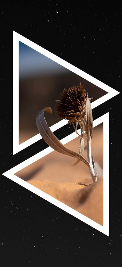 Fond d'écran iPhone Desert Flower Dark Minimal 5k