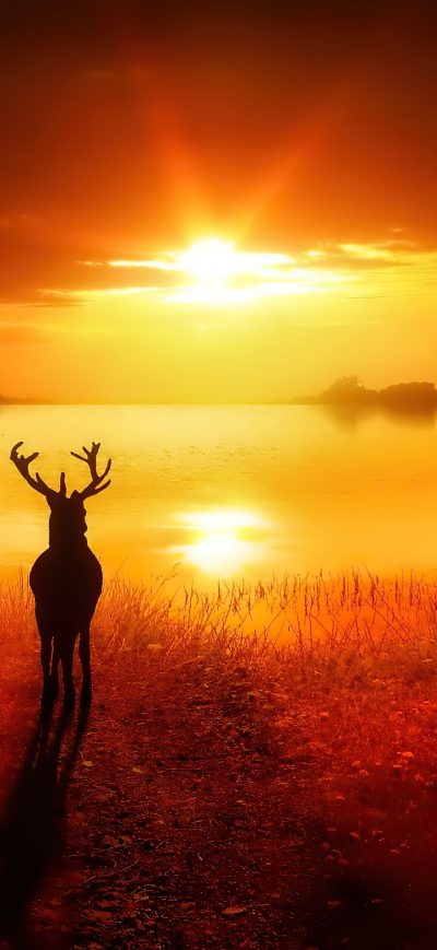 Fond d'écran iPhone Reindeer Lost In Nature 4k