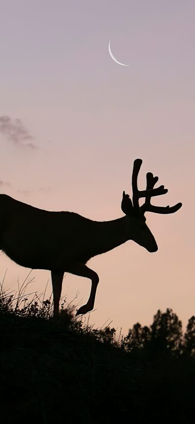 Fond d'écran iPhone Reindeer Silhouette