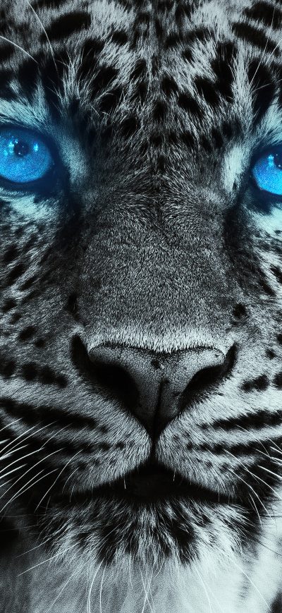 Fond d'écran iPhone Tiger Glowing Blue Eyes