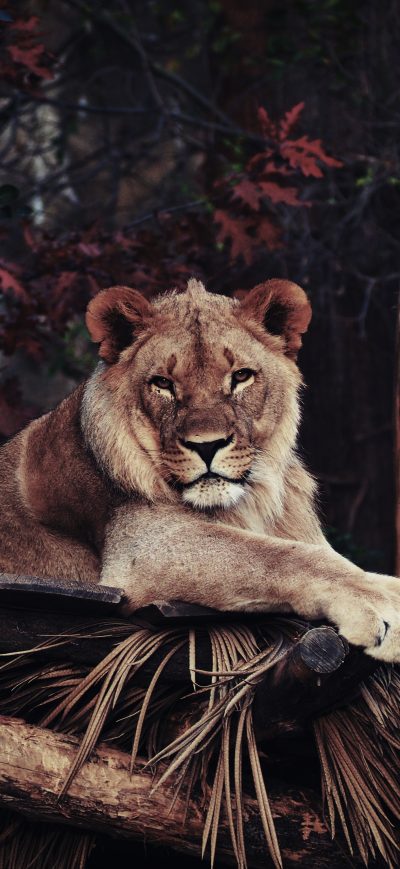Fond d'écran iPhone Lion In Zoo 4k
