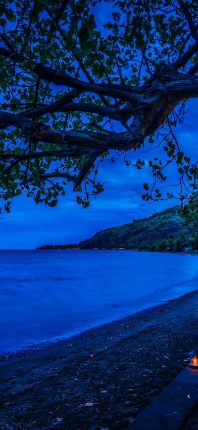 Fond d'écran iPhone Branches Tree Night Blue Cool Weather