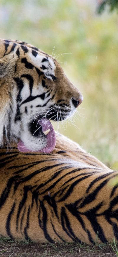 Fond d'écran iPhone Tiger Predator