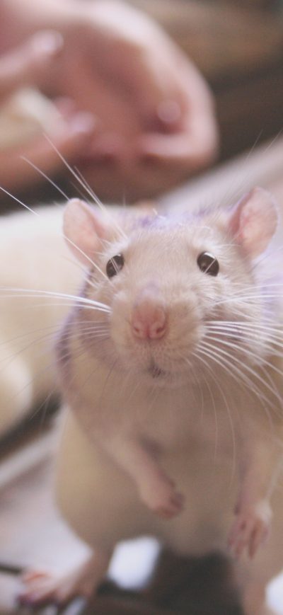 Fond d'écran iPhone Rat Cute