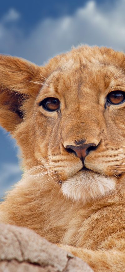 Fond d'écran iPhone Lion Predator 4k