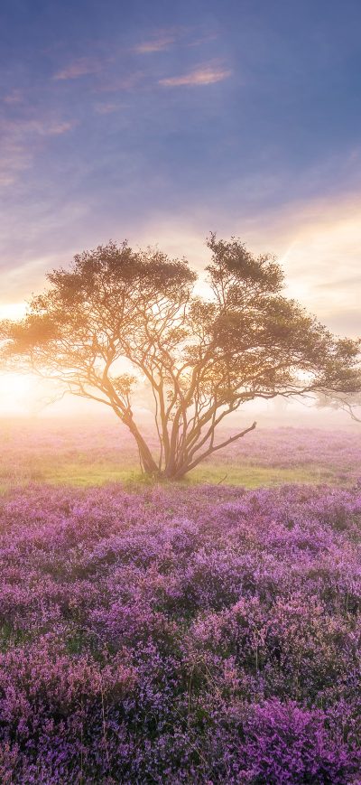 Fond d'écran Heath In Bloom sur iPhone