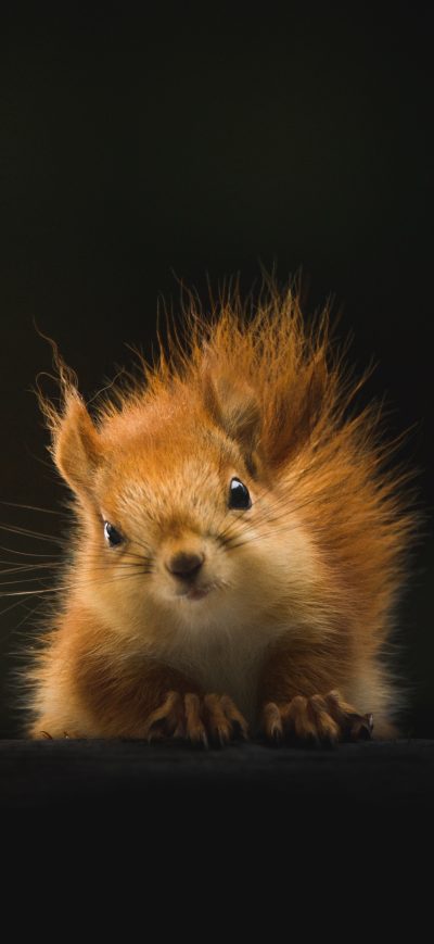 Fond d'écran iPhone Cute Squirrel 4k