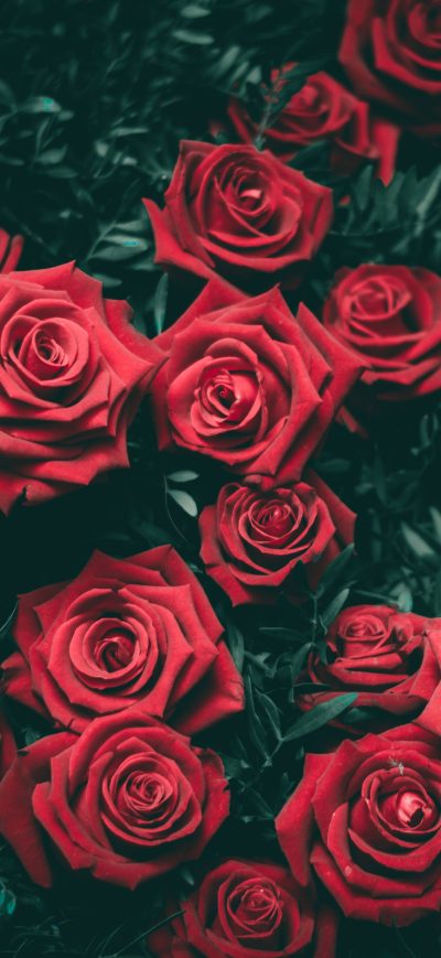Fond d'écran Rose 5k sur iPhone