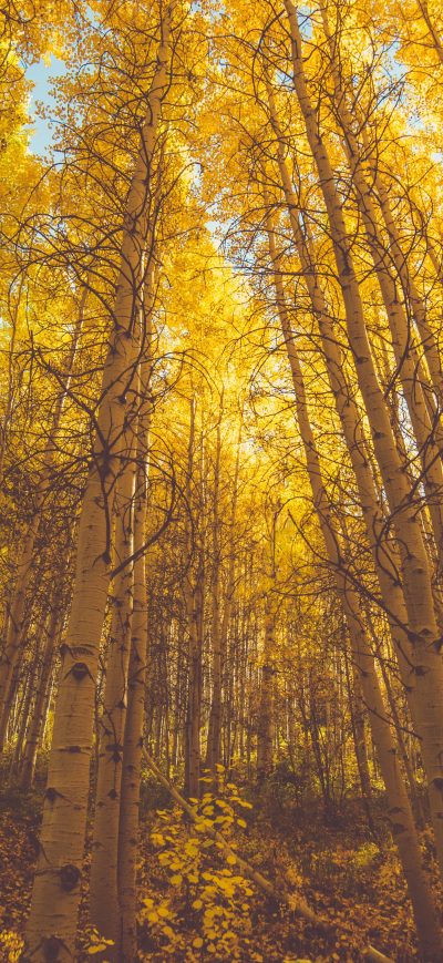Fond d'écran iPhone Golden Fall Season Forest 5k