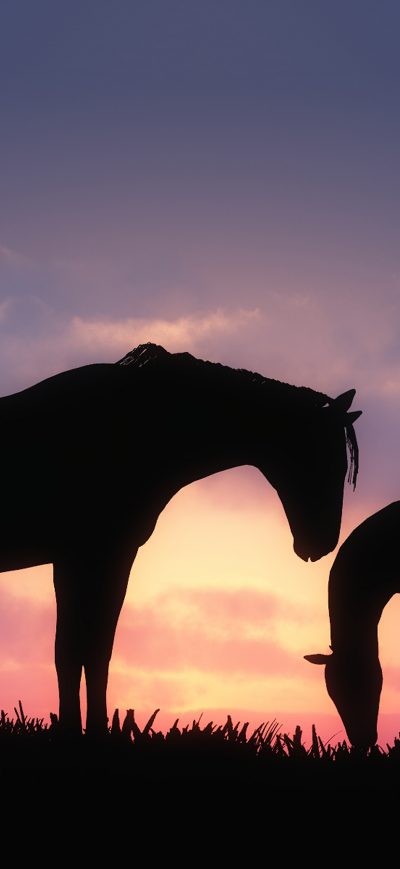 Fond d'écran iPhone Horses Sunset