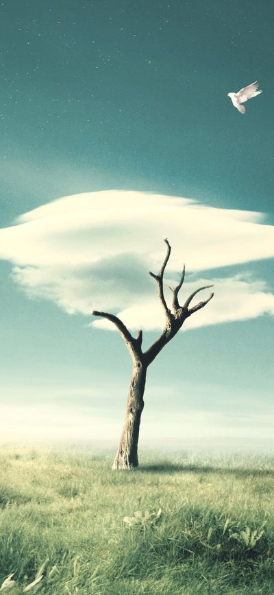 Fond d'écran iPhone Cloud Tree