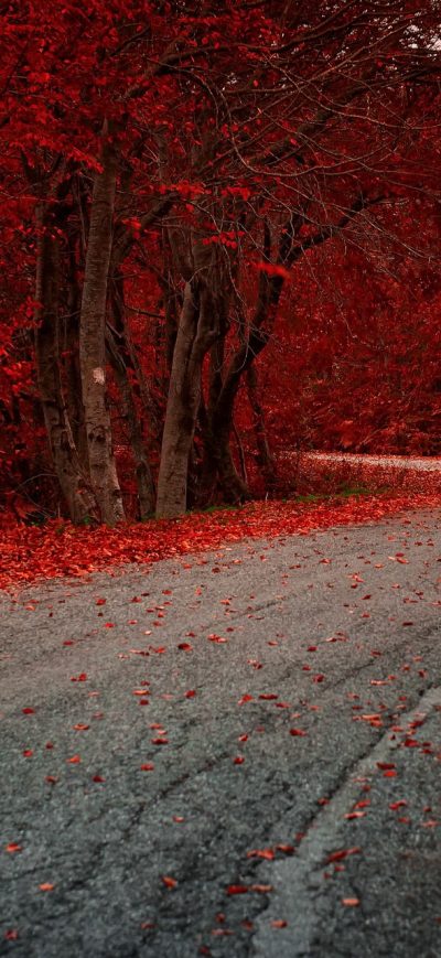 Fond d'écran iPhone Red Leaves On Road Autumn Season