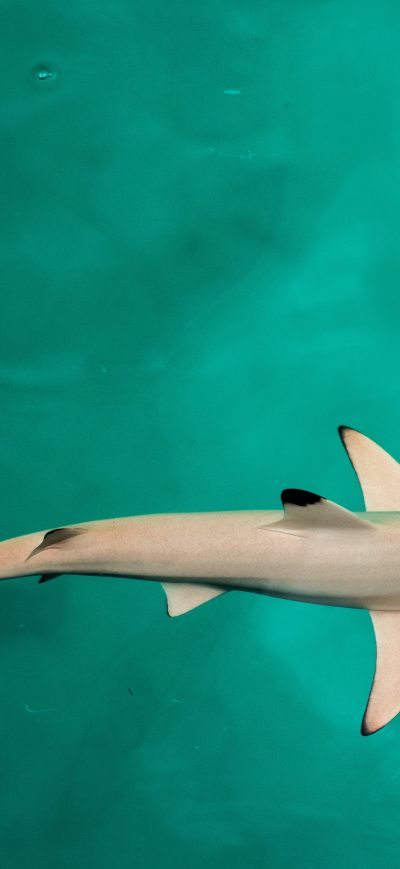 Fond d'écran iPhone Baby Shark 4k