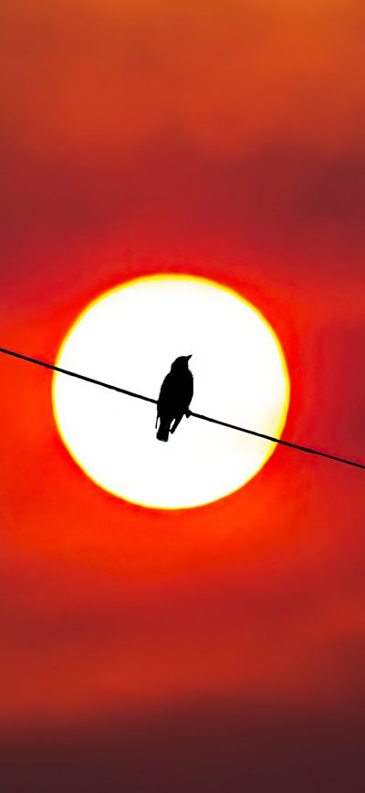 Fond d'écran iPhone Bird Silhouette Sunset 4k