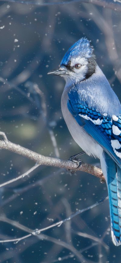 Fond d'écran iPhone Blue Jay Bird 4k